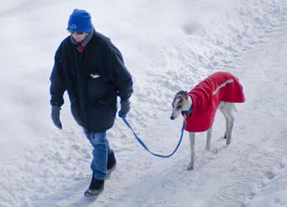 snow dog